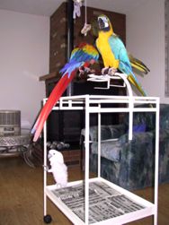 Three Parrots