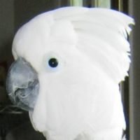 umbrella cockatoo